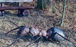 Fot. Nadleśnictwo Zdroje